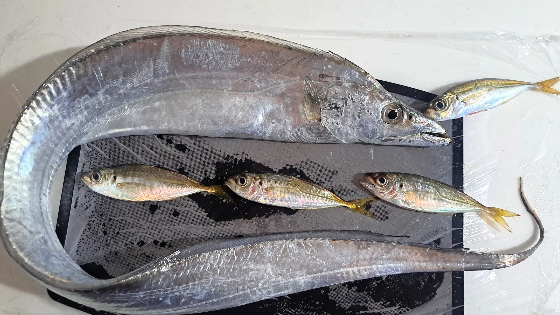 🐟季節のお魚と美容効果 ～太刀魚とアジ～🎣